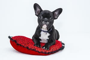 Affiliate program for Dogs
